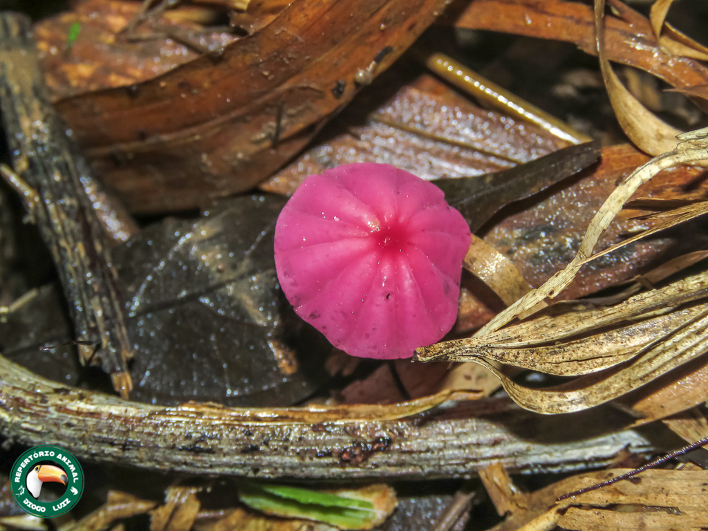 Marasmius haematocephalus · February 2024 · photo: © diogoluiz (iNaturalist, cc-by)