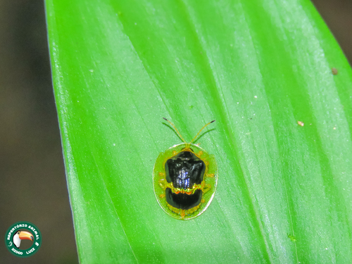 Ischnocodia succincta