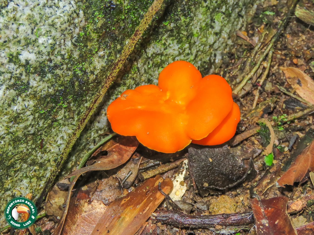 Cantharellus guyanensis · February 2024 · photo: © diogoluiz (iNaturalist, cc-by)