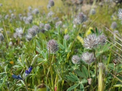 Trifolium olivaceum