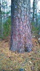 Pinus serotina
