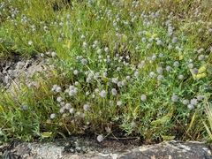 Trifolium olivaceum
