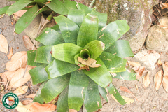 Vriesea fenestralis, photograph Diogo Luiz, CC BY, iNaturalist via GBIF