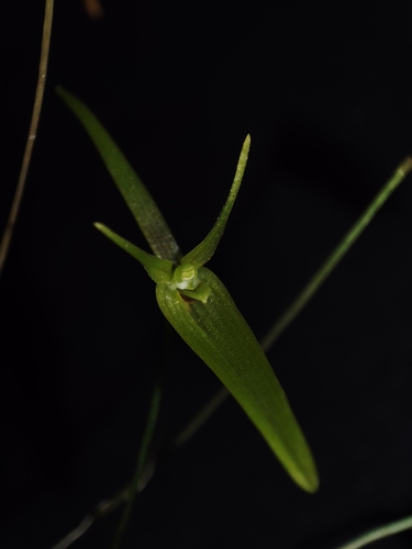 Barbosella cogniauxiana, photograph 6