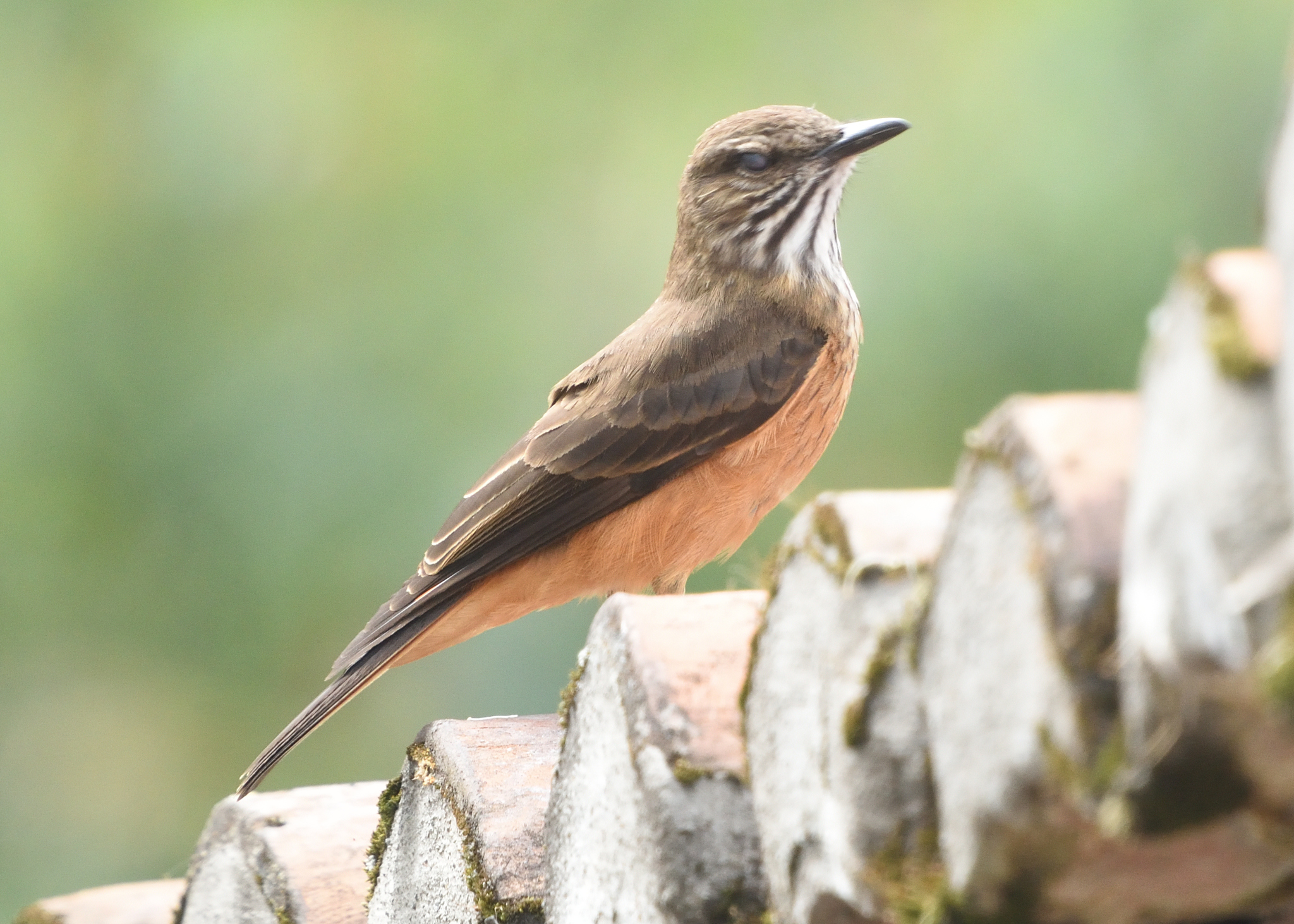 Streak-throated Bush-Tyrant (Myiotheretes striaticollis)