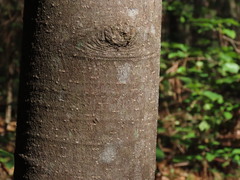 Magnolia grandiflora