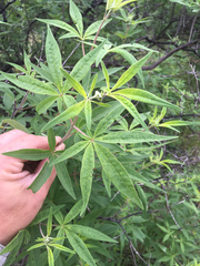 Aesculus glabra arguta