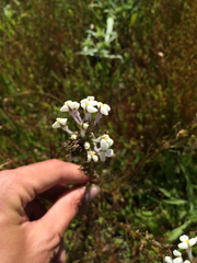 Triphysaria versicolor