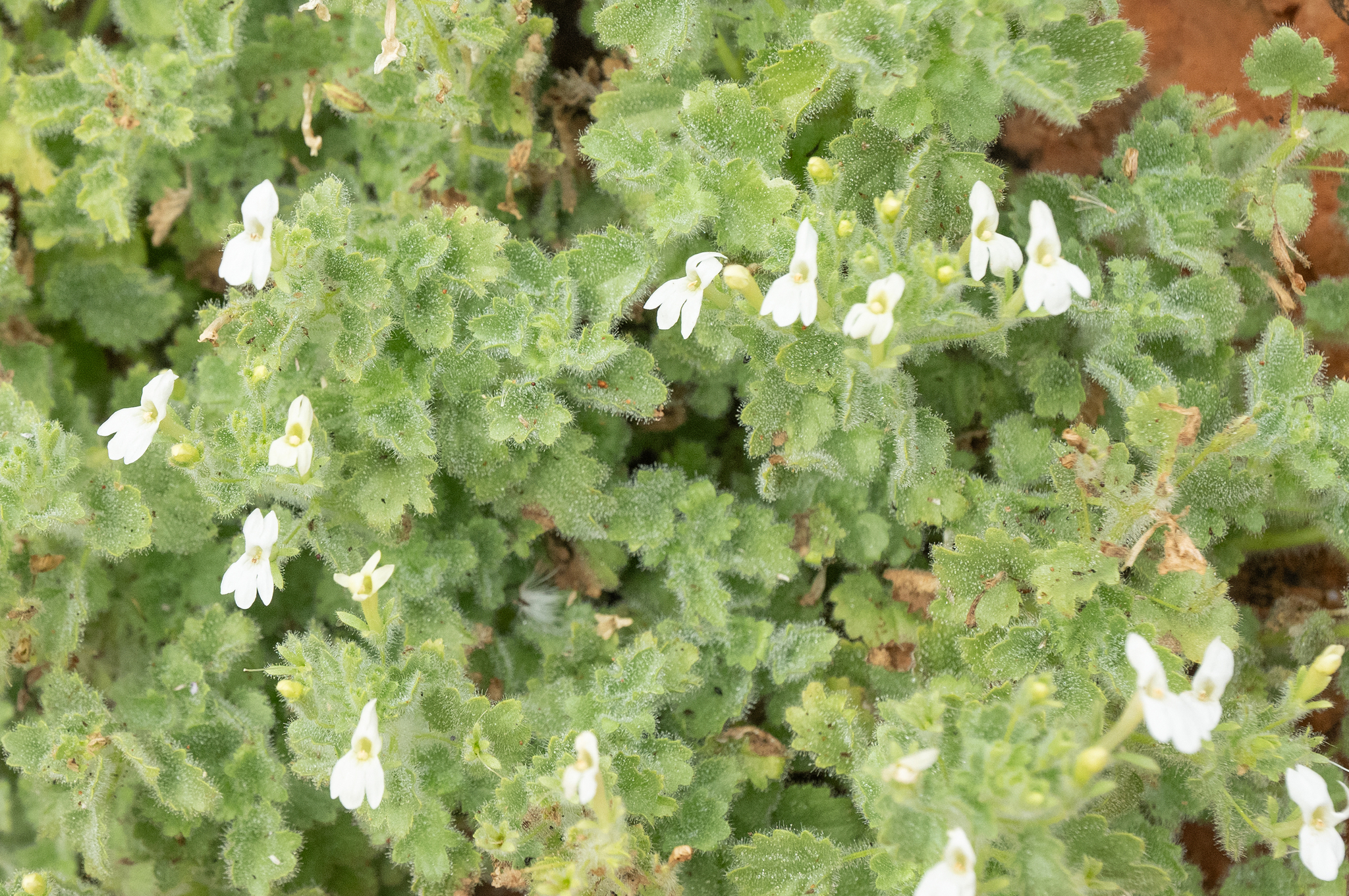 Camptoloma lyperiiflorum