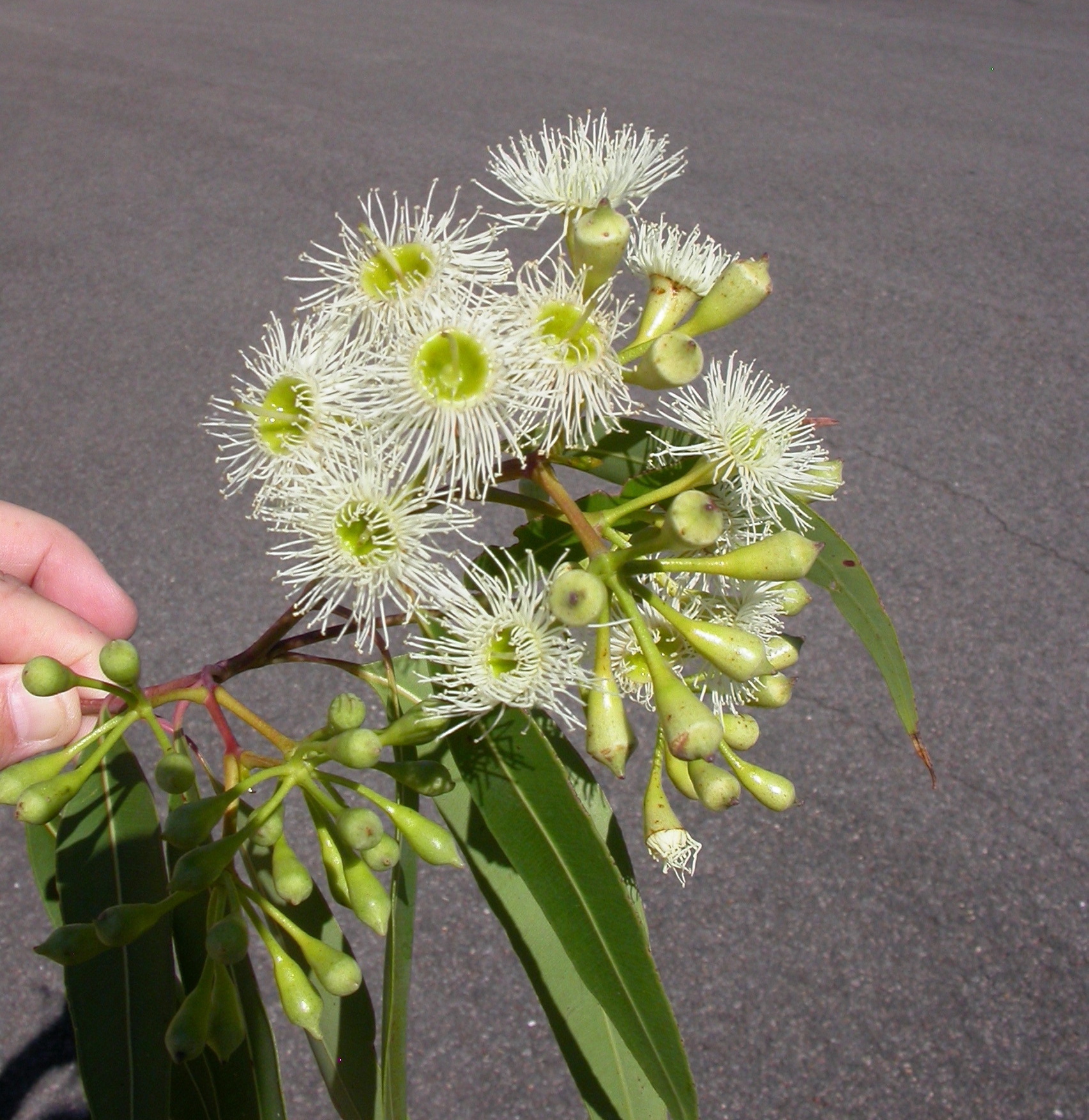 Corymbia gummifera