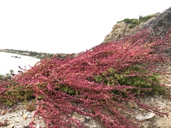Aphanisma blitoides