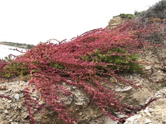 Aphanisma blitoides