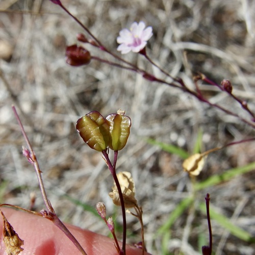Boerhavia alata (Boerhavia alata)