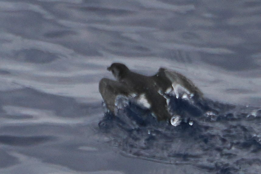South Georgia Diving Petrel (Pelecanoides georgicus), photo 2