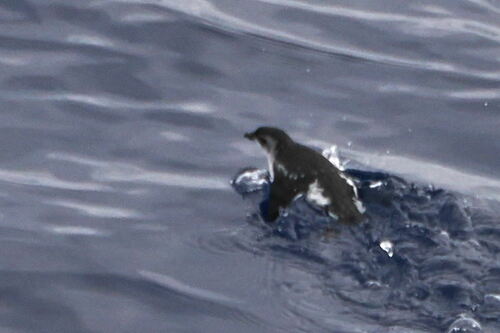 South Georgia Diving Petrel (Pelecanoides georgicus)