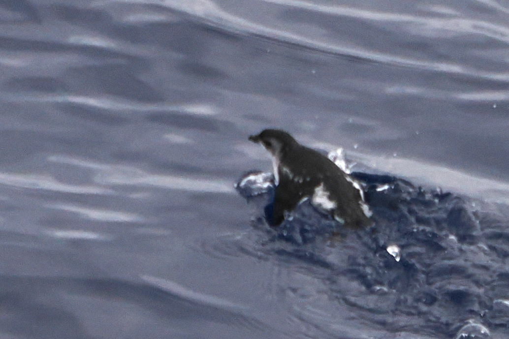 South Georgia Diving Petrel (Pelecanoides georgicus), photo 1