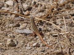 Acanthodactylus erythrurus