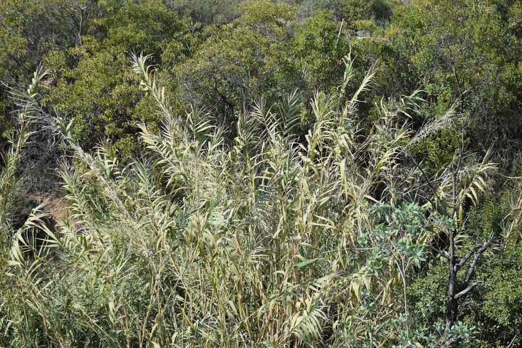 Mexican Reeds giant reed from El Roble, 22842 Ensenada, B.C., México on February 18 ...