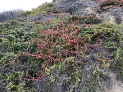 Aphanisma blitoides