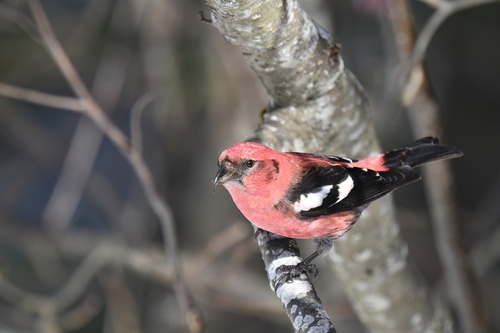 White-winged Crossbill