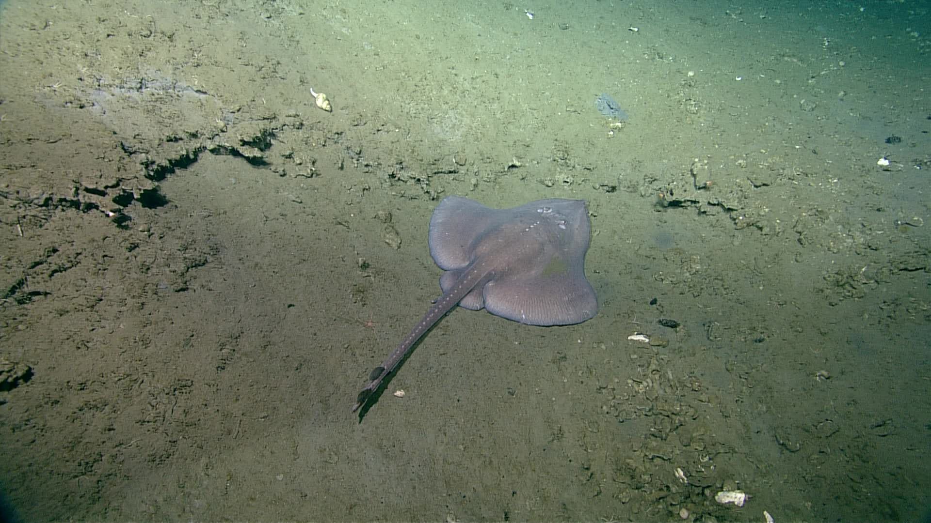 Raya de profundidad (Bathyraja abyssicola) · Natusfera