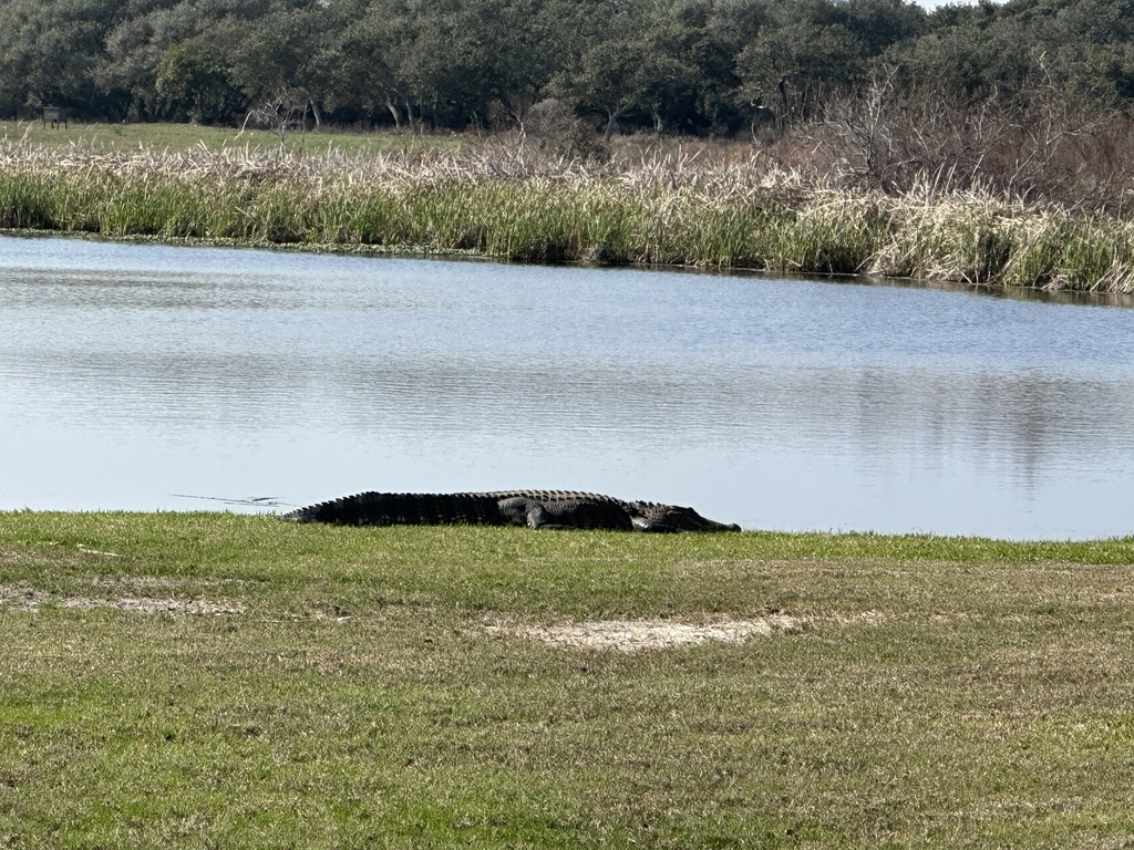 American Alligator In February 2024 By Rhonda S Fair INaturalist   Large 