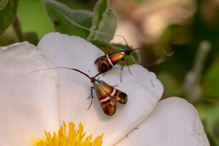 Adela australis