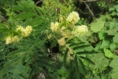 Senegalia bonariensis
