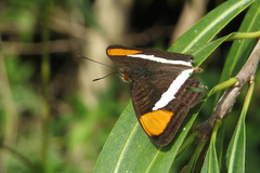 Adelpha syma
