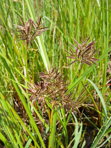 Cyperus procerus iNat (1)