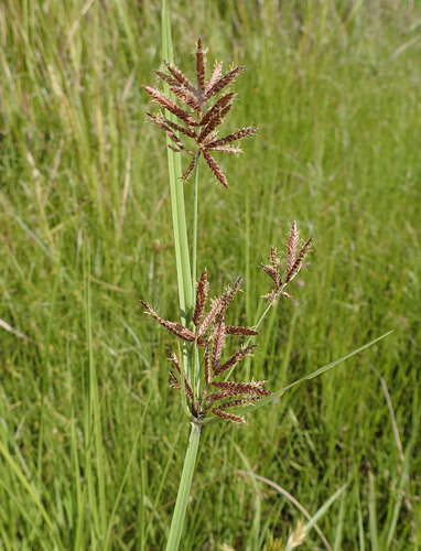 Cyperus procerus iNat (2)