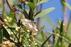 Chiomara asychis