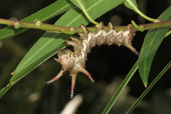 Citheronia brissotii