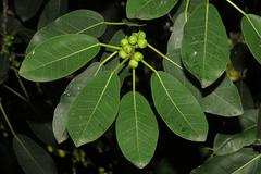 Ficus luschnathiana