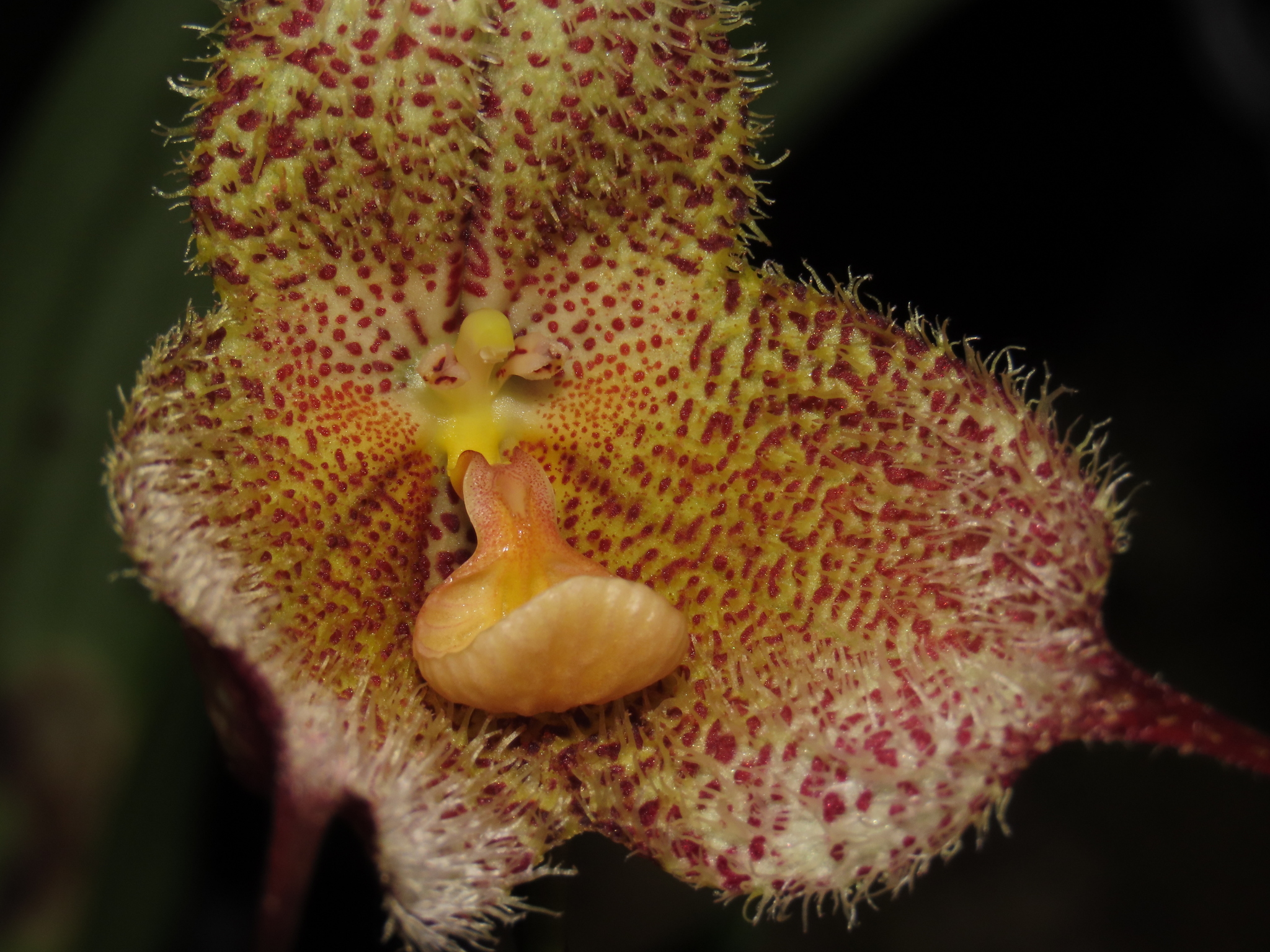 Imagem de Orquídea Drácula