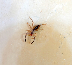 Ammotrechidae