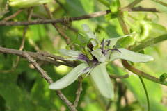 Passiflora morifolia