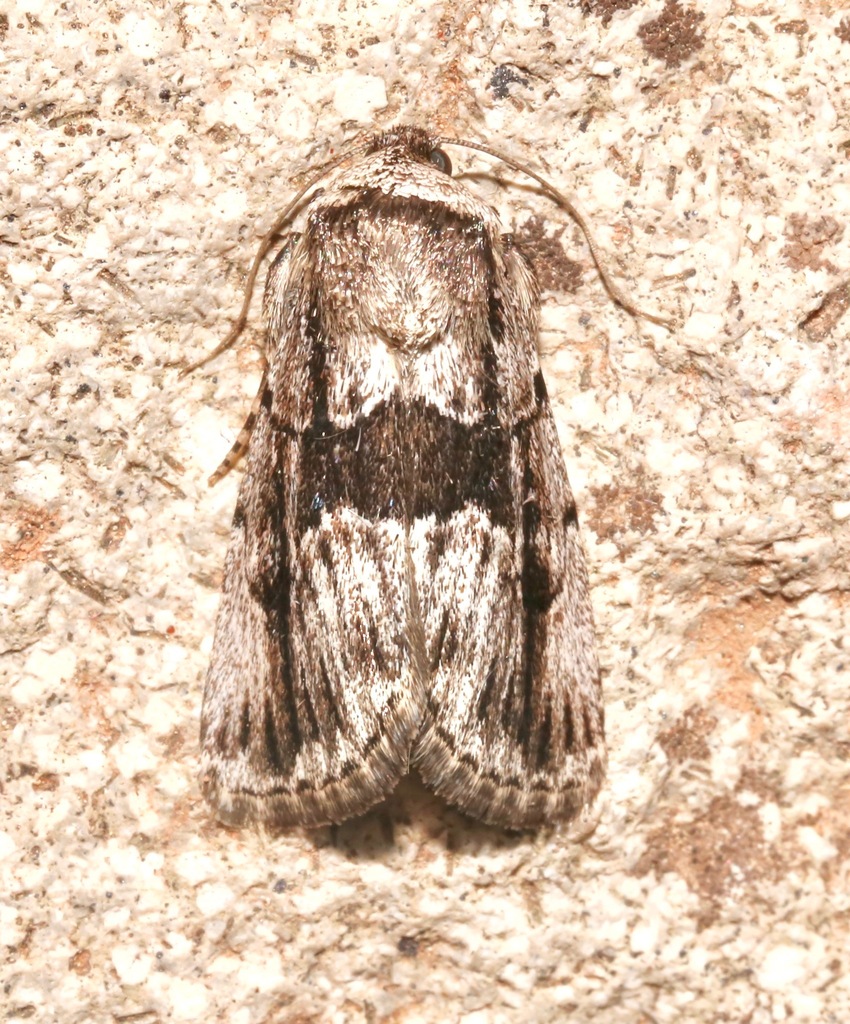 Sympistis fifia