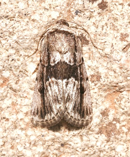 Sympistis fifia