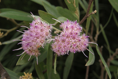 Tessaria integrifolia