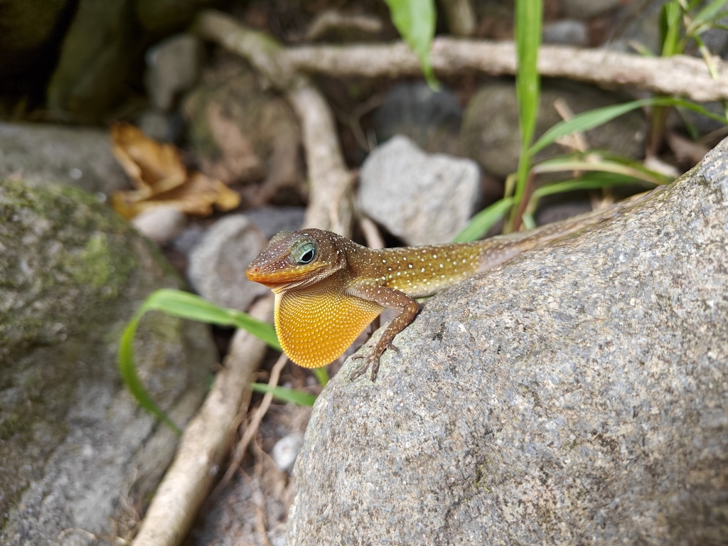 Dominica Anole