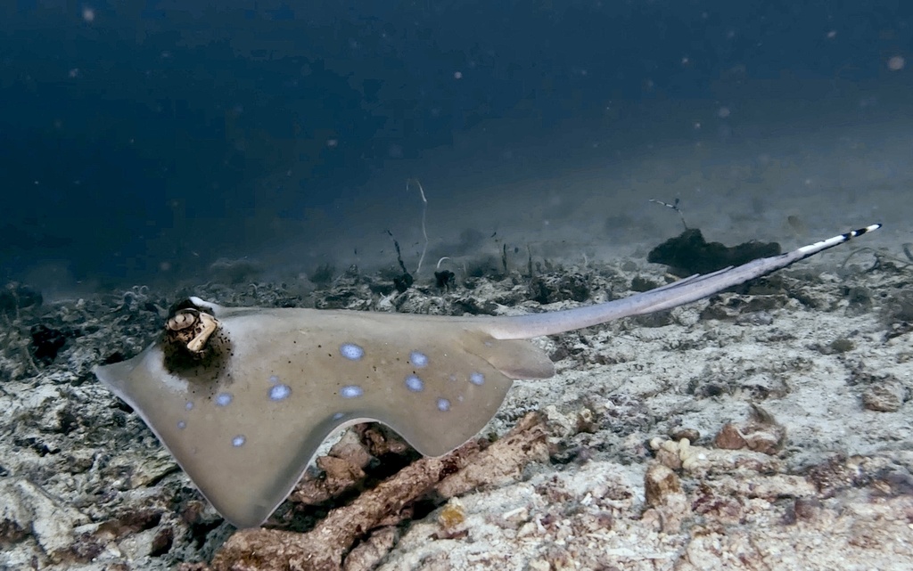 Moluccan Bluespotted Maskray (Neotrygon moluccensis) - Marine Life ...