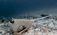 Moluccan Bluespotted Maskray photo 3