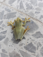 Boana platanera