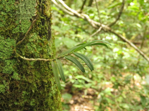 Yellowwood Shell Orchid (Angraecum conchiferum)