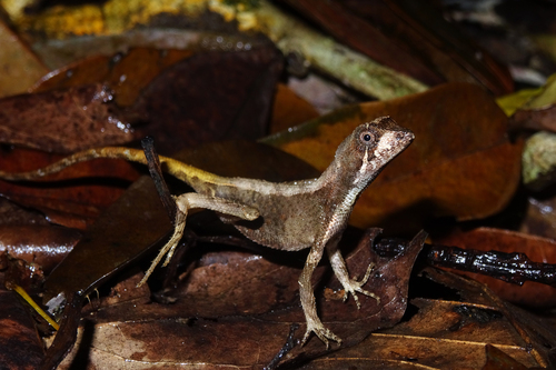 Indian Kangaroo Lizard, Agasthyagama beddomei