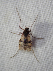 Alotanypus aris