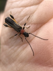Callimoxys fuscipennis