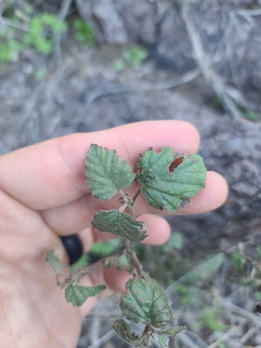 Image of Shrubby False Mallow (Malvastrum bicuspidatum) by no rights reserved