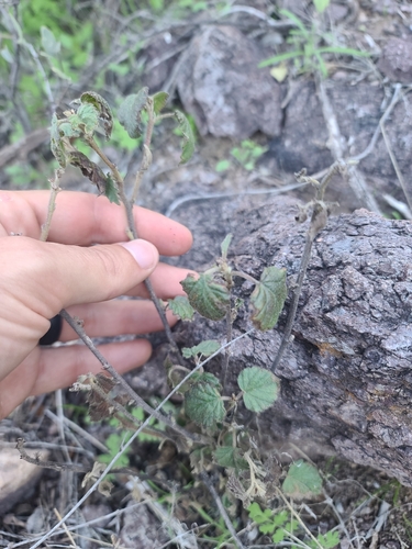 Image of Malvastrum bicuspidatum by no rights reserved